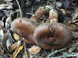 Armillaria sinapina image