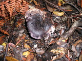Sarcodon fuscoindicus image