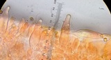 Pholiota velaglutinosa image