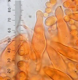 Pholiota velaglutinosa image