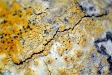 Pyrrhospora quernea image