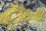 Pyrrhospora quernea image