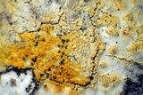 Pyrrhospora quernea image