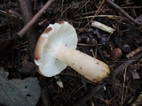 Russula queletii image