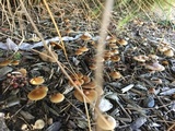 Psilocybe azurescens image