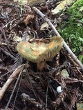 Lactarius rubrilacteus image