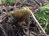 Lactarius rubrilacteus image