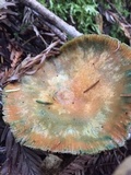 Lactarius rubrilacteus image