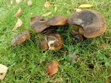 Lactarius turpis image