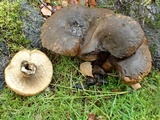 Lactarius turpis image