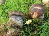 Leccinum scabrum subsp. scabrum image