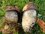 Leccinum scabrum subsp. scabrum image