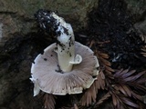 Agaricus californicus image