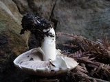 Agaricus californicus image