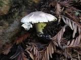 Agaricus californicus image