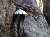 Agaricus californicus image