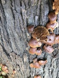 Melanotus horizontalis image