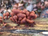 Dacryopinax elegans image