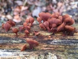 Dacryopinax elegans image