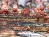 Dacryopinax elegans image