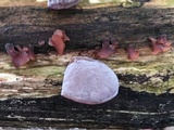 Dacryopinax elegans image