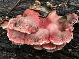 Byssomerulius incarnatus image