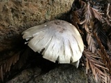 Agaricus californicus image