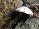 Agaricus californicus image