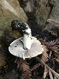 Agaricus californicus image
