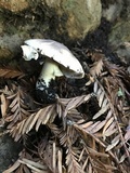 Agaricus californicus image