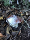 Boletus regineus image
