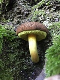 Boletus subtomentosus image