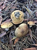 Suillus fuscotomentosus image