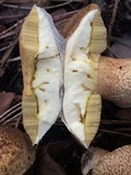 Suillus fuscotomentosus image