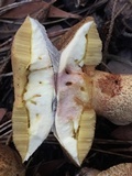 Suillus fuscotomentosus image