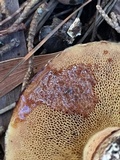 Suillus fuscotomentosus image