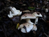 Hygrophorus roseobrunneus image