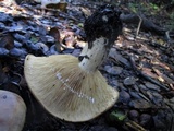 Lactarius argillaceifolius image