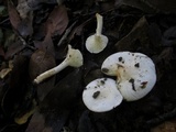 Hygrophorus eburneus image
