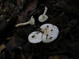 Hygrophorus eburneus image