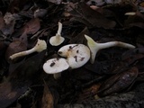 Hygrophorus eburneus image