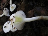 Hygrophorus eburneus image