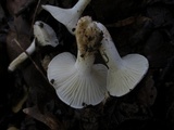 Hygrophorus eburneus image