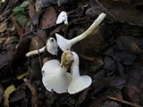 Hygrophorus eburneus image