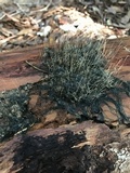 Phycomyces blakesleeanus image