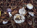 Inocybe ionocephala image