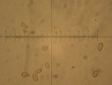 Inocybe ionocephala image
