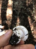 Amanita silvicola image