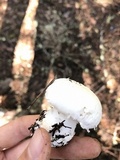 Amanita silvicola image