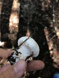 Amanita silvicola image